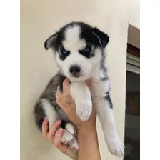 Hermoso Cachorro De Siberiano