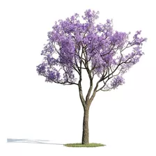 50 Sementes De Jacarandá Azul Mimoso Mimosifolia Para Mudas