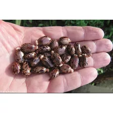 Semillas De Ricino Ricinus Communis|oferta