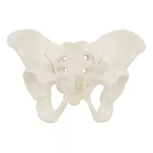 Tamaño Del Modelo De Pelvis Femenina, Modelo De Anatomía Fle