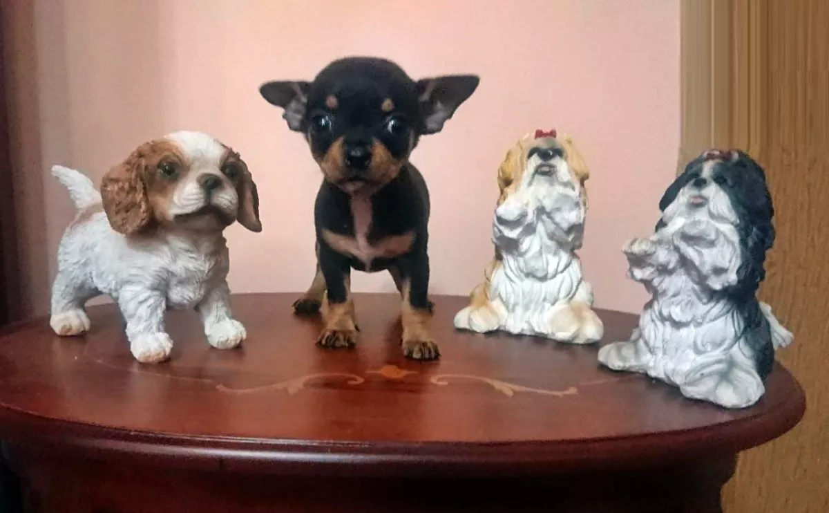 Cachorros Chihuahua Chiguagua Divinos Miniatura Puros 