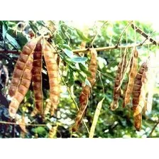 Sansão Do Campo (sabiá) 500 Sementes Frete Grátis 