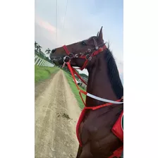 Caballo Retirado De Carreras. Ideal Para Crías Y Hacienda. 