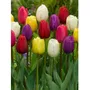 Tercera imagen para búsqueda de bulbos de tulipanes