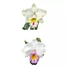 Orquídea Semi-alba Muda (3164)