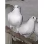 Primera imagen para búsqueda de venta palomas blancas aves
