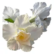 Rosa Do Deserto Enxertada Branca No Vaso - Saudável Floresce