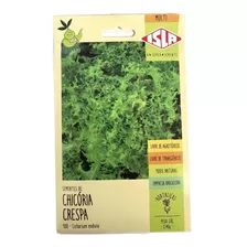 Sementes De Chicória Crespa/ Chicória Verde - Isla