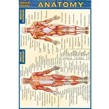 Set De 4 Guías Laminadas Anatomy En Inglés