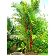 10 Sementes Palmeira Laca Vermelha Cyrtostachys Para Plantio