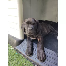 Cane Corso Hembras