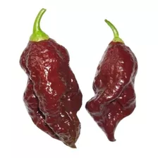 250 Sementes De Pimenta Nuclear Bhut Jolokia Chocolate