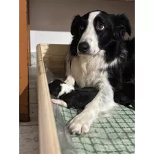 Cachorros Border Collie - Bc