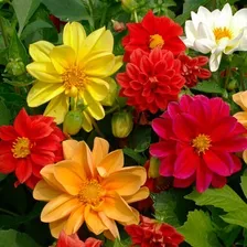 Semillas Dahlia Unwins - Mix De Colores