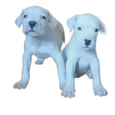 Cachorro Dogo Argentino 