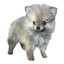 Pomeranea Cachorro Macho