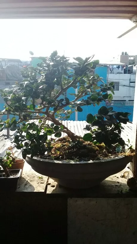Vivero Bonsai Y Plantas En Lima,muchos Ejemplares 
