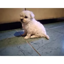 Tenemos Lindos Cachorros Maltes Ya Vacunados Compra Segura