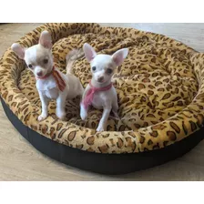 Bellos Cachorros Chihuahua Mini Toy Puros 450 Blancos Beige