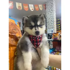 Husky Siberiano 