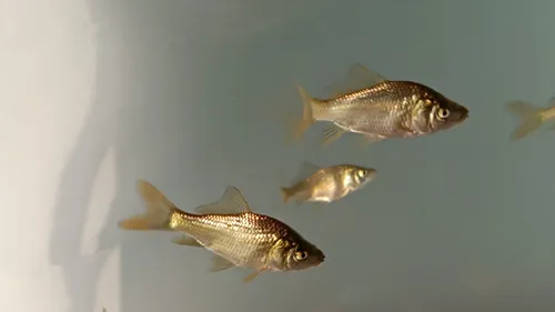 Segunda imagen para búsqueda de peces koi