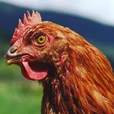 Venta De Gallinas Rojas Para Producción De Huevo