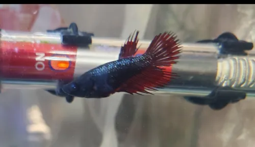 Tercera imagen para búsqueda de peces koi