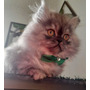 Tercera imagen para búsqueda de gatos persas bogota