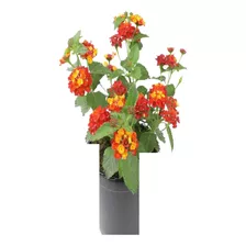 Mini Lantana Vermelha Kit60 Mudas 10cm Plantas De Condomínio