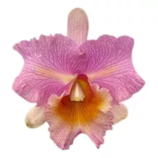 Cattleya Adulta Rosa (2966)