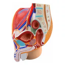 Modelo Anatomico Estudio Pelvis Humana Masculina 30cm