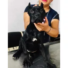 Cachorros Cane Corso (mastin Italiano) Negros