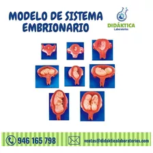 Modelo De Sistema Embrionario 8 Piezas 