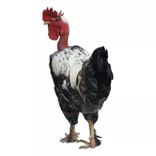 Huevos Fértil De Gallinas Criollo Gigante Por Brahma X 20 Ud