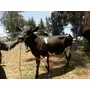 Segunda imagen para búsqueda de vacas lecheras holstein