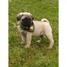 Cachorros Pug Carlinos 