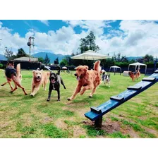 Guardería Colegio Etología Y Psicología Canina El Parque 