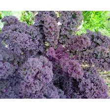 40 Sementes De Couve Sympatic Kale Violeta Gourmet Premium