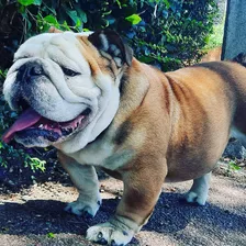Bulldog Ingles Para Inseminación Excelente Porte Y Genética 