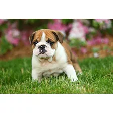 Cachorro Bulldog Ingles 09