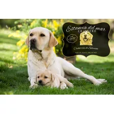 Labrador Cachorras Pureza Garantizada, Genetica Y Porte 100%