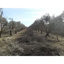 Lencke Vende - Campo En Produccion De Aceitunas - Capayan