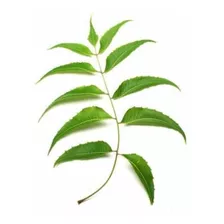 Hojas Deshidratadas De Neem (azadirachta Indica) X100gr