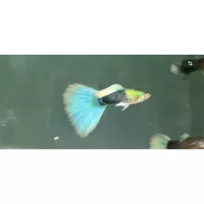 Peces Lebistes Guppys Hb Sky Blue