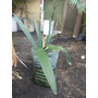 Segunda imagen para búsqueda de palmeras enanas