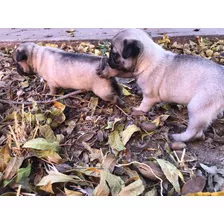 Cachorros Pug Solo Estado De Chihuahua