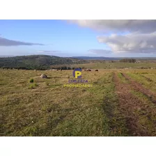 20 Hectáreas Con Tapera, Cañada Y Monte Nativo