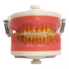 Manequim Cirurgia Com Dentes De Periodontia Pd110 - Pronew