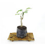 Tercera imagen para búsqueda de arboles bonsai