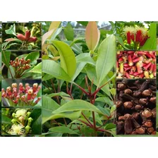 Planta De Clavo De Olor Syzygium Aromaticum Venta En Ecuador